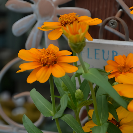 Zinnia Elegans 'Bright Orange' Zinnia Variety Seeds