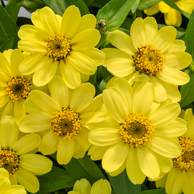 Zinnia Elegans 'Sun Yellow' Zinnia Bloom Seeds