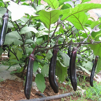 Solanum melongena 'Deep Purple' Italian Eggplant Seeds