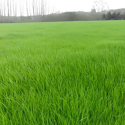 Poa pratensis 'Watchdog' Kentucky Bluegrass Turf Seeds