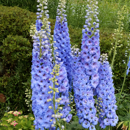 Delphinium 'Blue' Ornamental Seeds