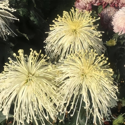 Golden Bloom Aster Seeds— Callistephus Chinensis