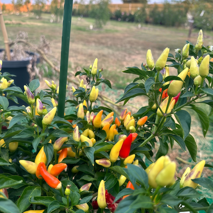 Capsicum annuum var. conoides 'Multicolored' Cone Ornamental Pepper Seeds