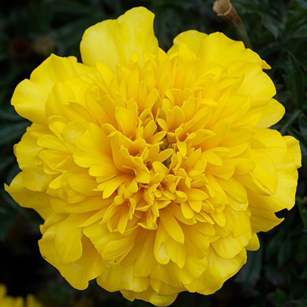 Tagetes Erecta 'Bright Orange' Marigold Seeds