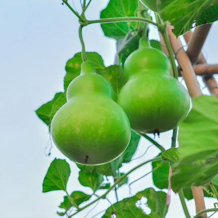 Lagenaria siceraria 'Green' Bottle Gourd Seeds