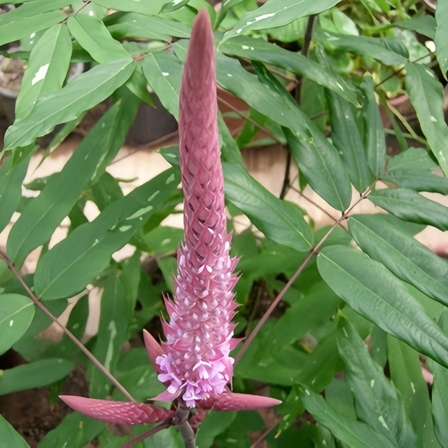 Phleum pratense 'Timothy' Hay & Pasture Grass Seeds