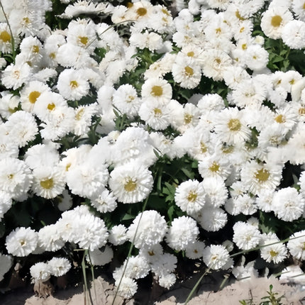 Pure White Aster Seeds — Callistephus Chinensis