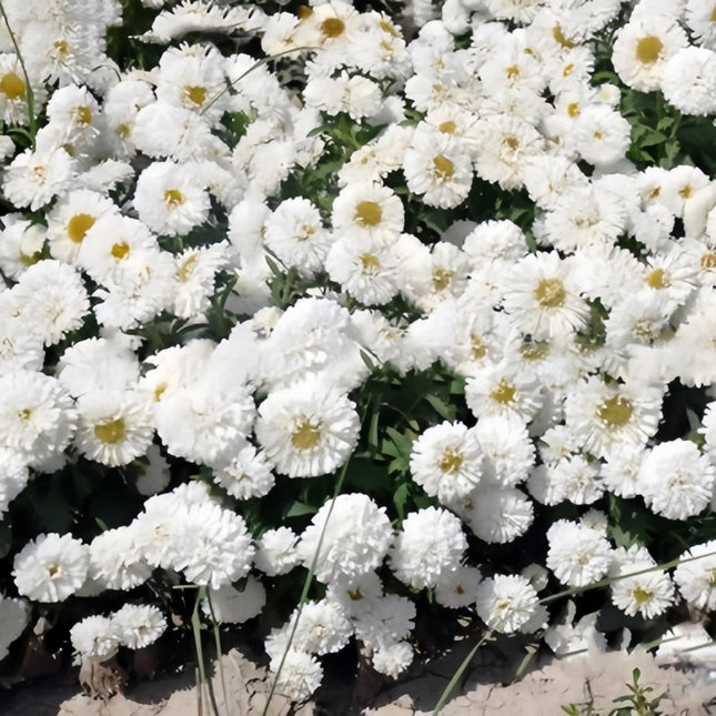 Pure White Aster Seeds — Callistephus Chinensis