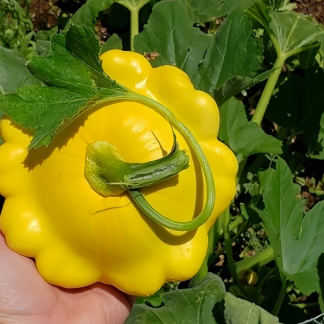 Cucurbita moschata 'Champion Yellow' Award Winter Squash Seeds