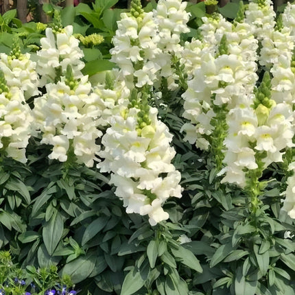 Antirrhinum Majus 'White' Ornamental Snapdragon Seeds