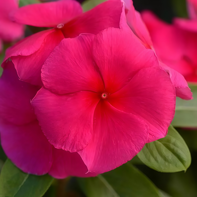 Catharanthus Roseus 'Rose Red' Ornamental Seeds