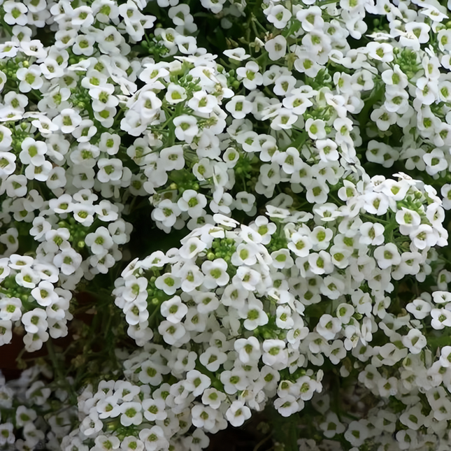 Lobularia Maritima 'White and Red' Bicolor Seeds