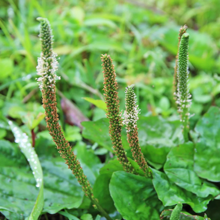 Plantago asiatica 'Che Qian Zi' Medicinal Herb Seeds