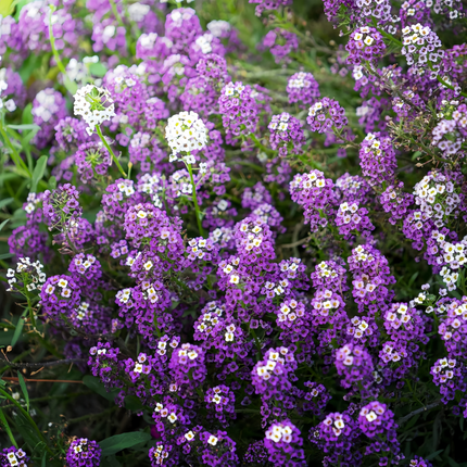 Lobularia Maritima 'Purplish Red' Sweet Alyssum Seeds