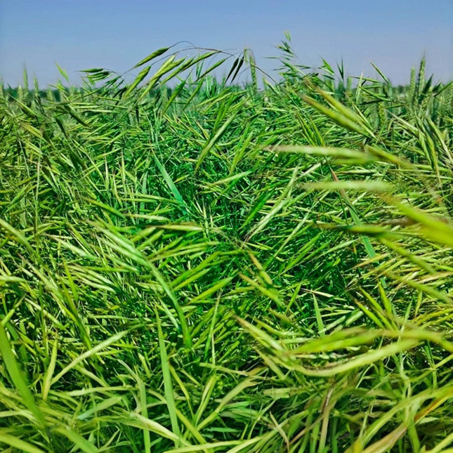 Bromus inermis 'Smooth Brome' Forage Grass Seeds