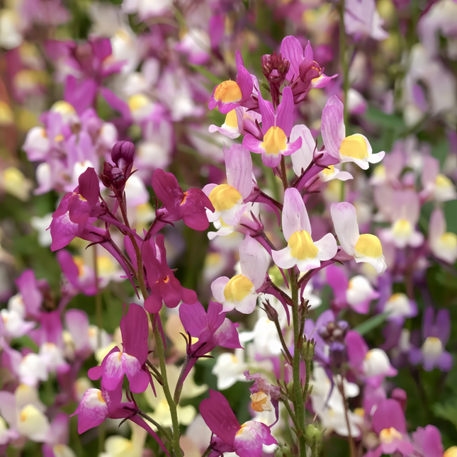 Linaria Vulgaris 'Red' Snapdragon Seeds