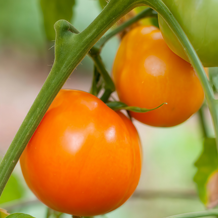 Solanum lycopersicum 'Red Fruit' Tomato Seeds