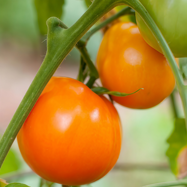 Solanum lycopersicum 'Red Fruit' Tomato Seeds