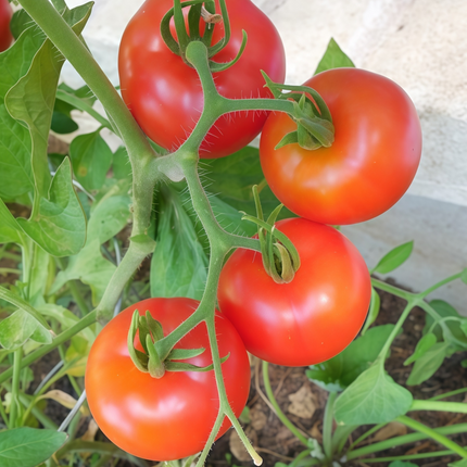 Solanum lycopersicum 'Standard Red' Tomato Seeds
