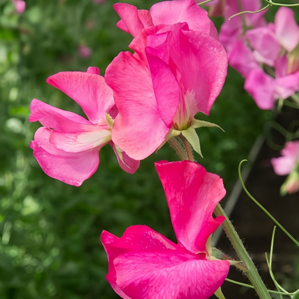 Lathyrus Odoratus 'Rose Red' Heirloom Seeds
