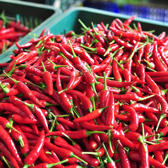 Capsicum annuum var. conoides 'American Red Horn' Hot Pepper Seeds