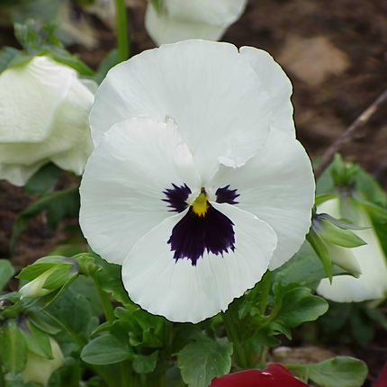 Viola Cornuta 'White Brown Spots' Horned Violet Seeds