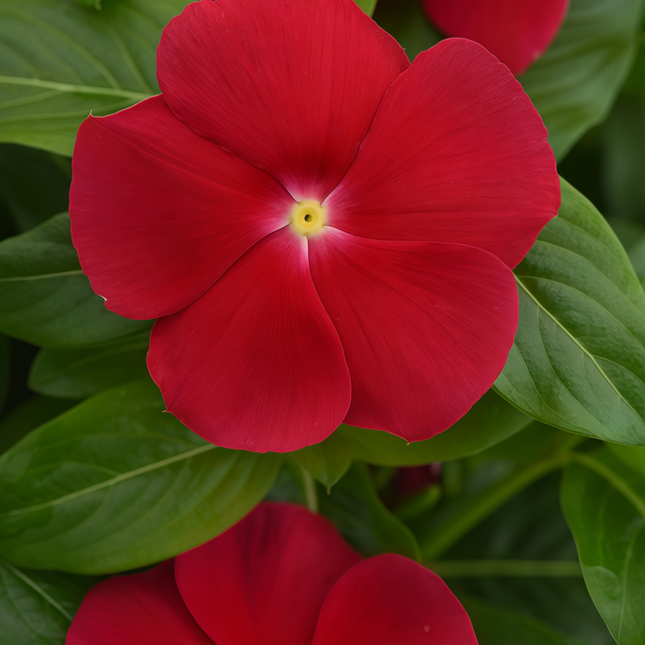 Catharanthus Roseus 'Deep Red Core' Small Flower Seeds