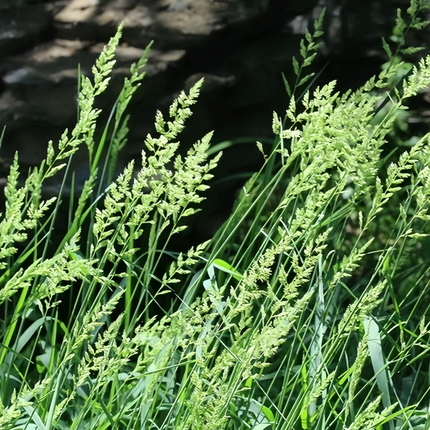 Festuca arundinacea 'Reed Fescue' Turf & Erosion Control Seeds