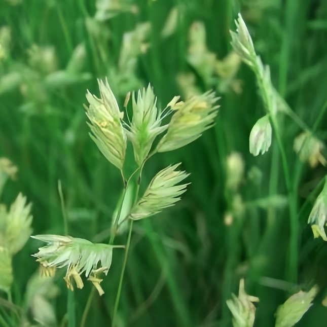 Bouteloua dactyloides 'Buffalograss' Native Turf Seed