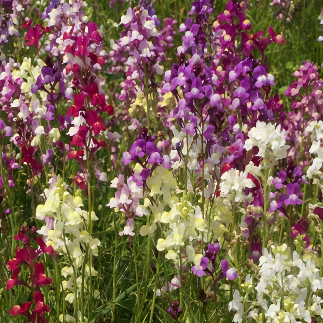 Linaria Vulgaris 'Mix' Toadflax Seeds
