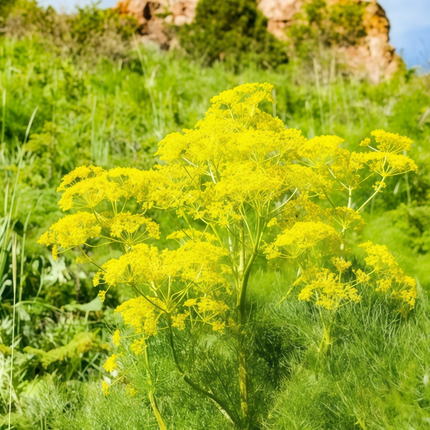 Dill Herb Seeds (Anethum graveolens ‘Yellow’)