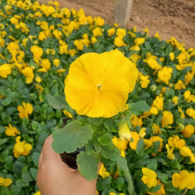 Viola Cornuta 'Solid Yellow' Pure Yellow Pansy Seeds
