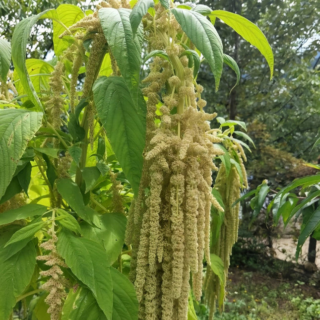 Amaranthus Caudatus 'Yellow' Cascading Seeds