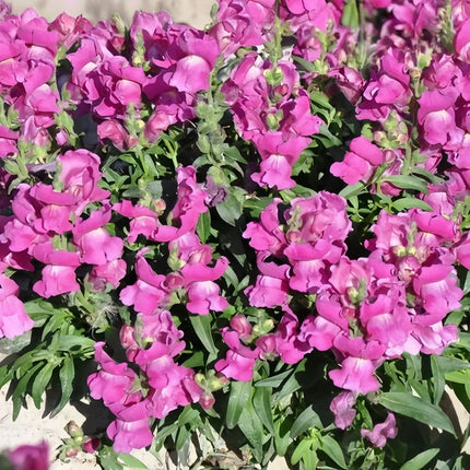 Antirrhinum Majus 'Rosy' Pink Snapdragon Seeds