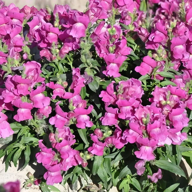 Antirrhinum Majus 'Rosy' Pink Snapdragon Seeds