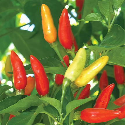 Capsicum annuum var. conoides 'Yellow to Red' Color-Changing Pepper Seeds