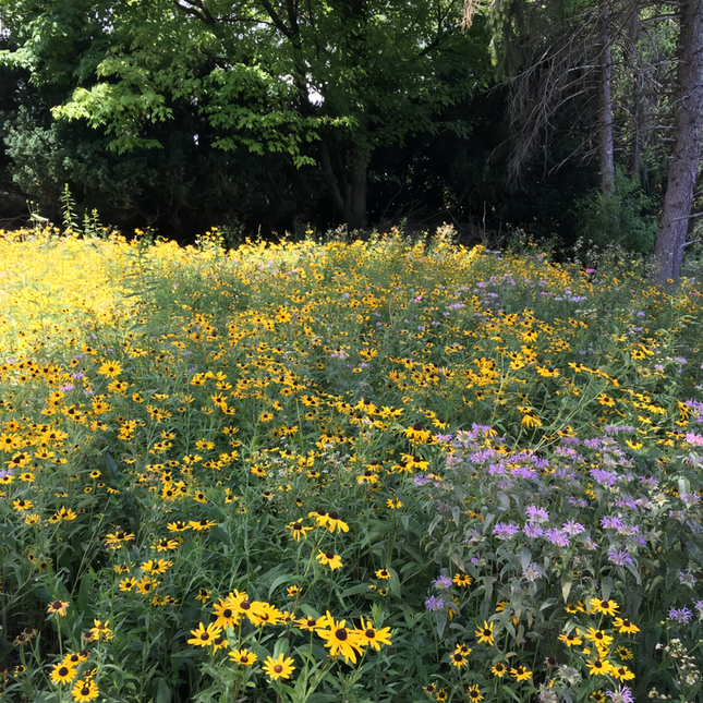 Cold Resistant Tall Flower Combination Mix Seeds