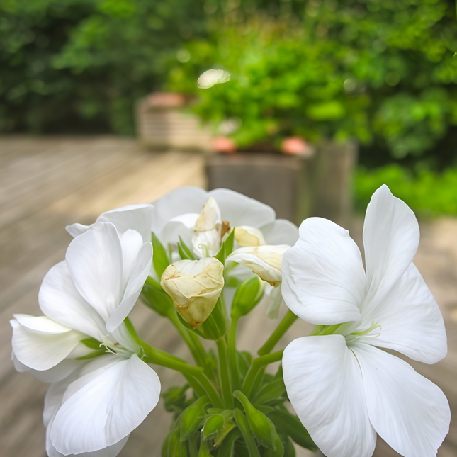 Pelargonium Zonale 'White' Zonal Geranium Seeds