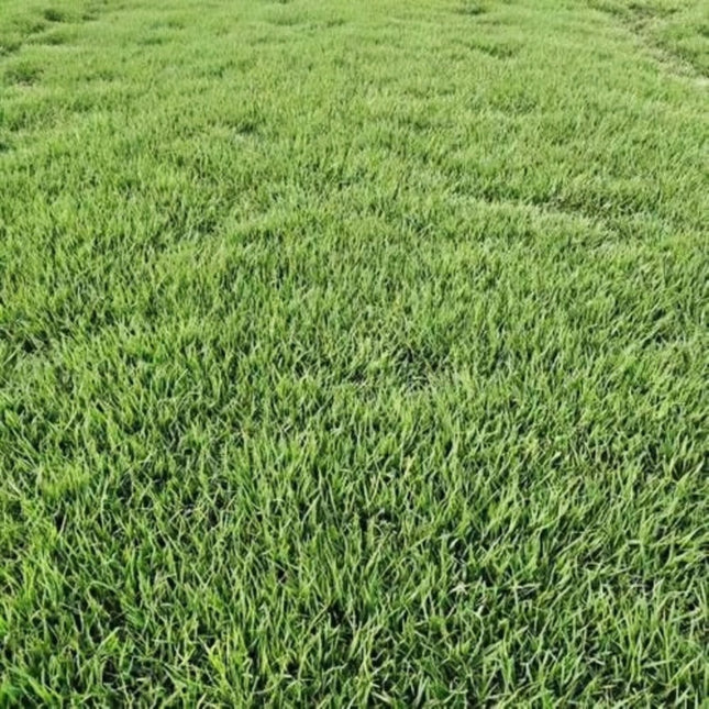 Medicago sativa 'Red Elephant' Alfalfa Variety Seeds