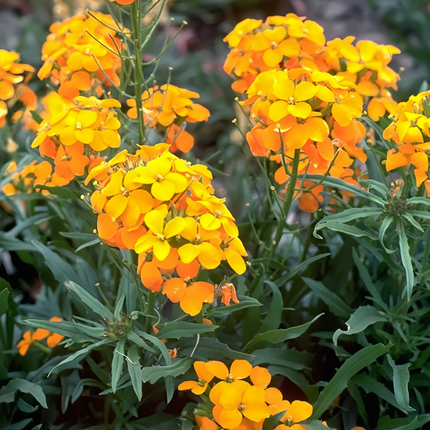 Cheiranthus Allionii 'Yellow' Siberian Wallflower Seeds