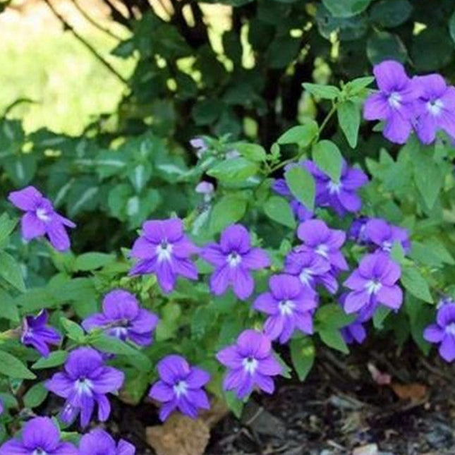 Browallia Speciosa 'Blue' Midnight Bloom Seeds