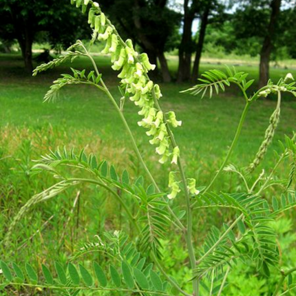 Sophora flavescens 'Ku Shen' Medicinal Root Seeds
