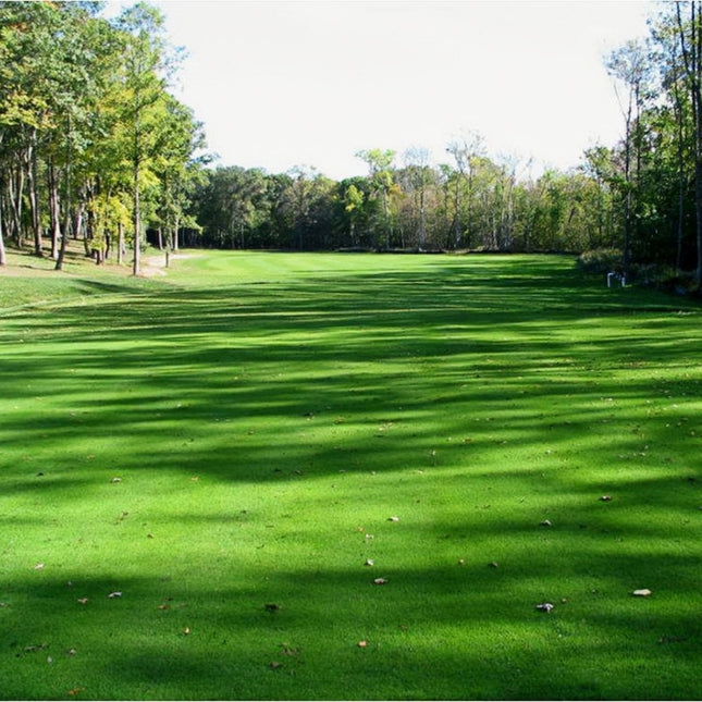 Lolium perenne 'Merit' Perennial Ryegrass Turf Seeds