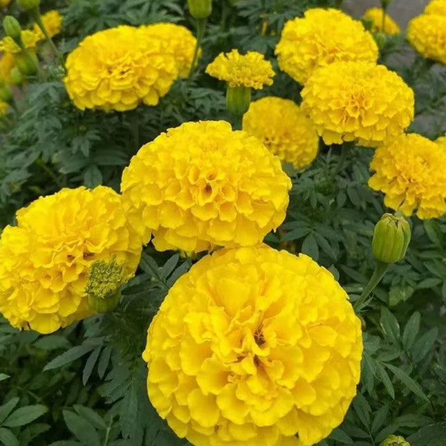 Tagetes Erecta 'Orange' Marigold Bloom Seeds
