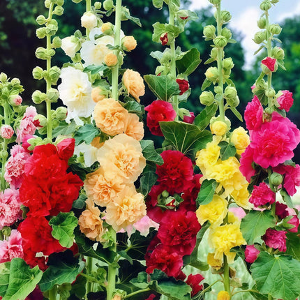 Alcea Rosea 'Mix' Hollyhock Bloom Seeds