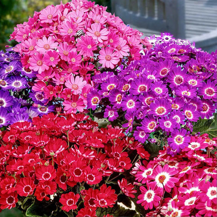 Pericallis Hybrida 'Mix' Florist's Cineraria Seeds