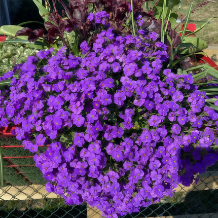 Viola Cornuta 'Little Blue' Dwarf Viola Seeds