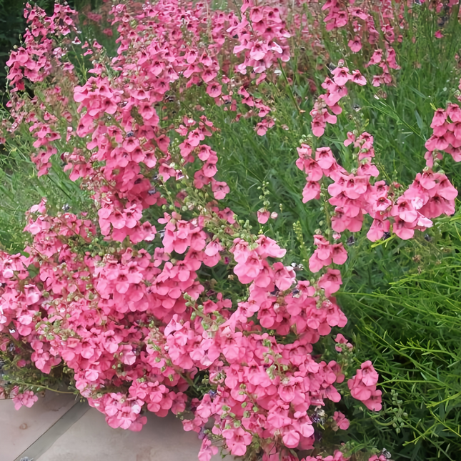 Diascia Barberae 'Pink' Delicate Seeds