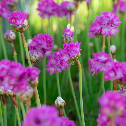 Armeria Maritima 'Rose Red' Sea Thrift Seeds