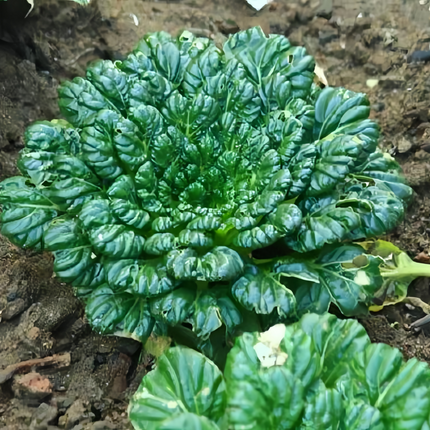 Brassica rapa var. narinosa 'Wuta-Tsai' Chinese Flat Cabbage Seeds